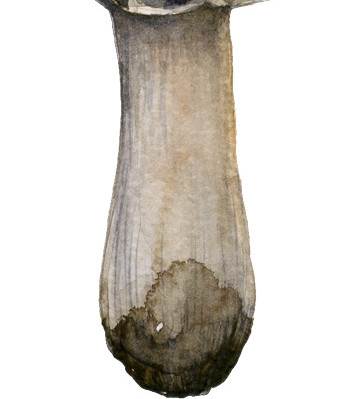 彩色手绘蘑菇菌类水彩插画