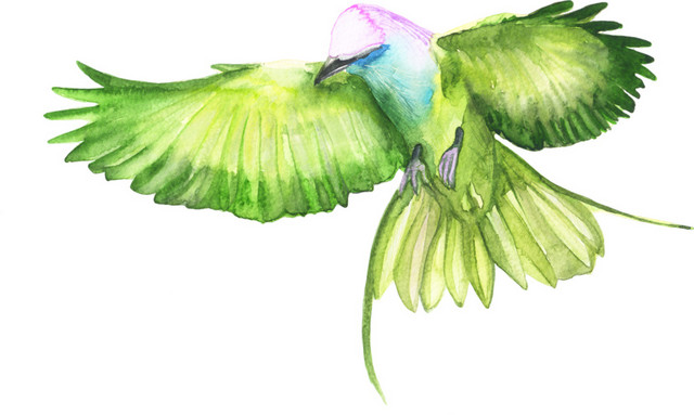 绿色手绘鸟水彩插画