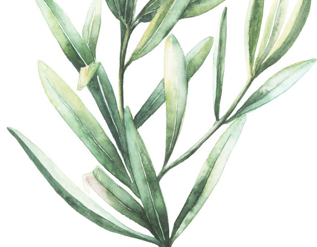 绿色清新植物树叶水彩插画素材