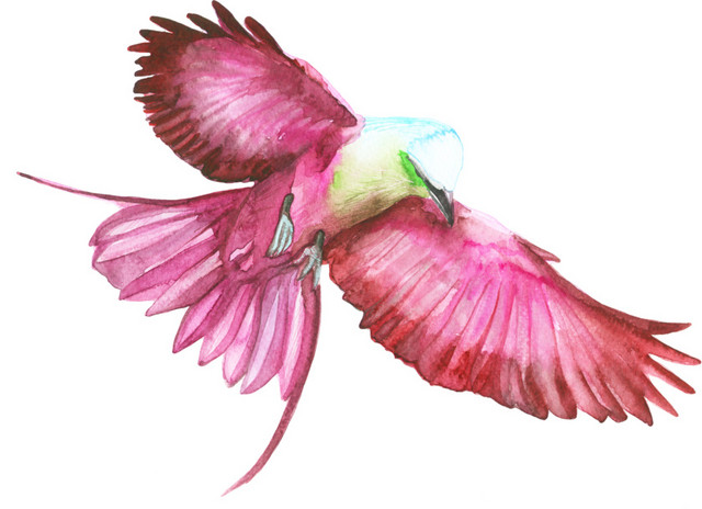 红色手绘鸟水彩插画