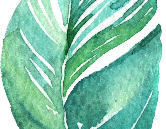 绿色清新植物叶子水彩插画素材
