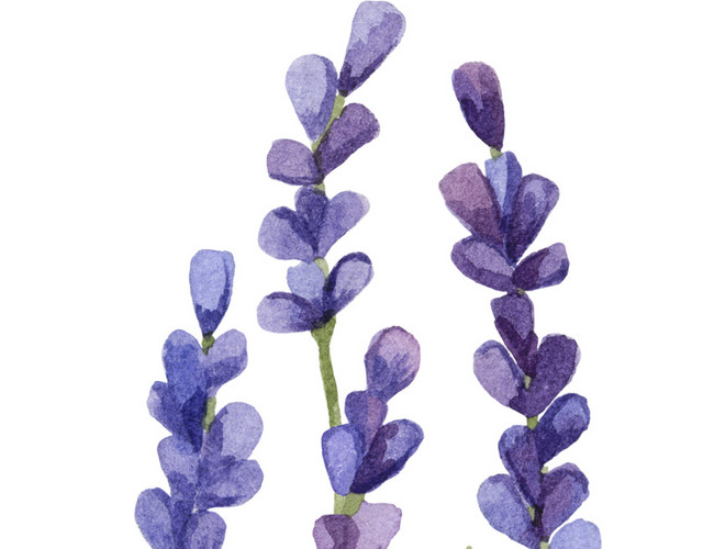 紫色清新薰衣草水彩插画素材