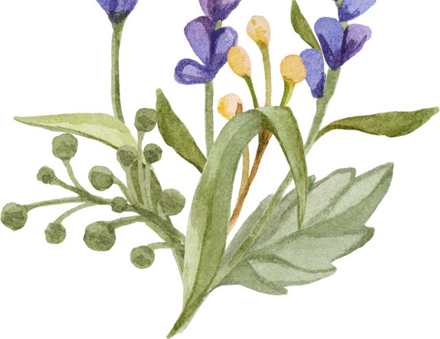 紫色清新薰衣草水彩插画素材