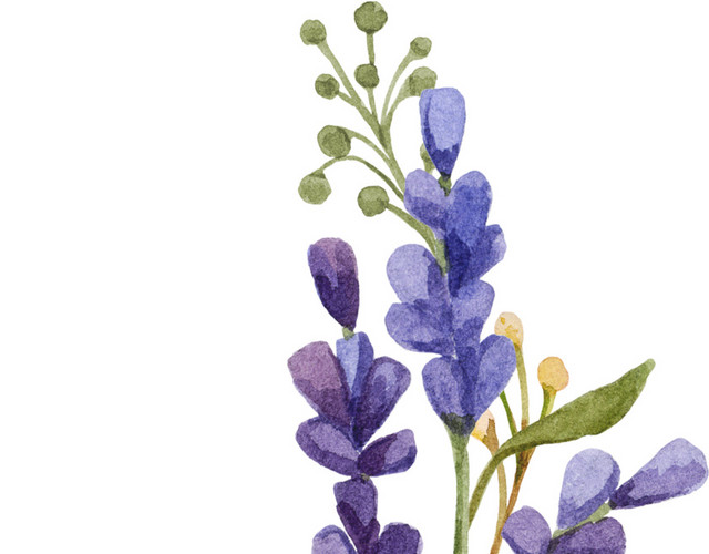 紫色清新植物花朵水彩插画素材