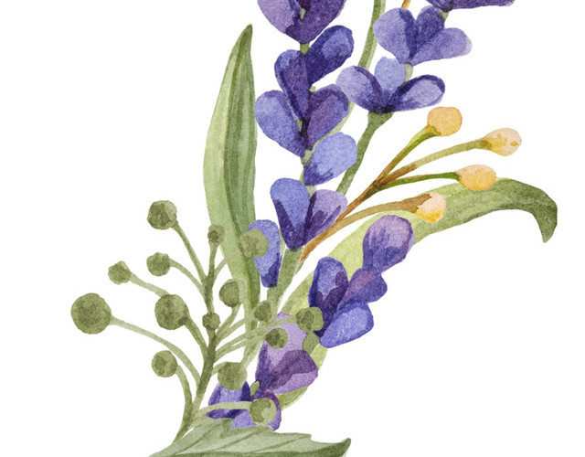紫色清新植物花朵水彩插画素材