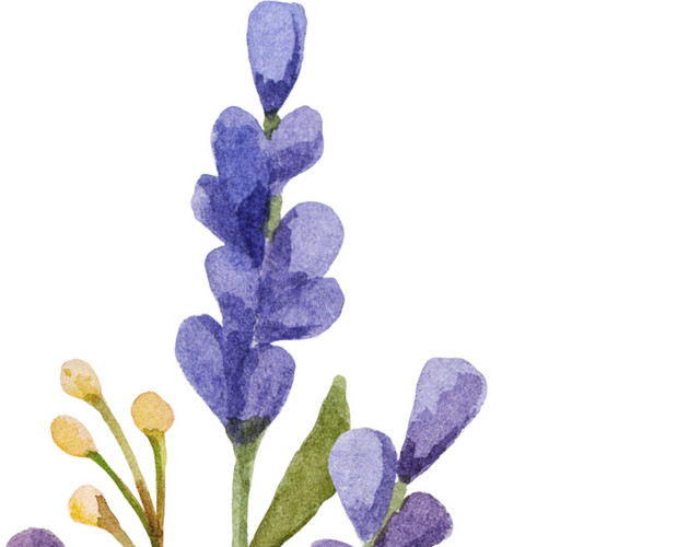 紫色清新植物花朵水彩插画素材