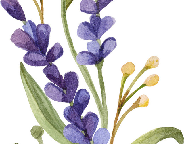 紫色清新植物花朵水彩插画素材