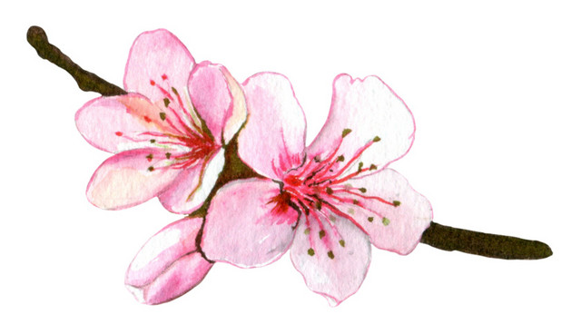 红色手绘桃花水彩插画