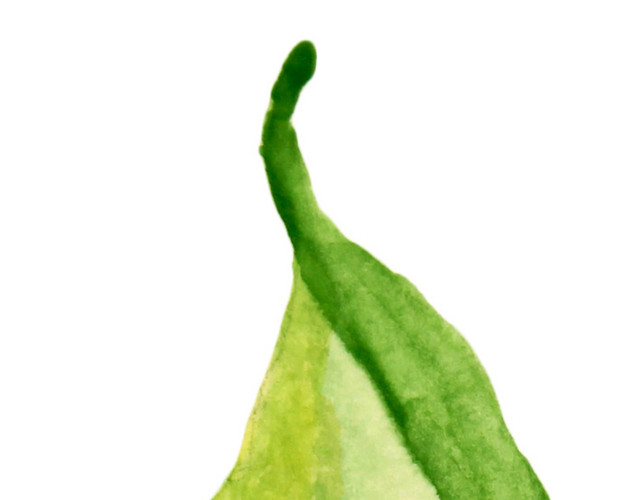 水彩植物叶子素材
