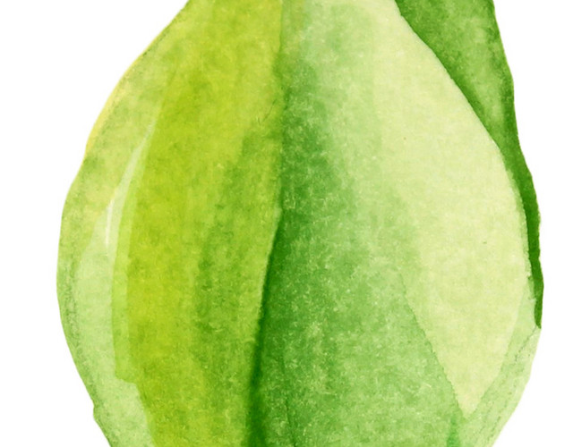 水彩植物叶子素材