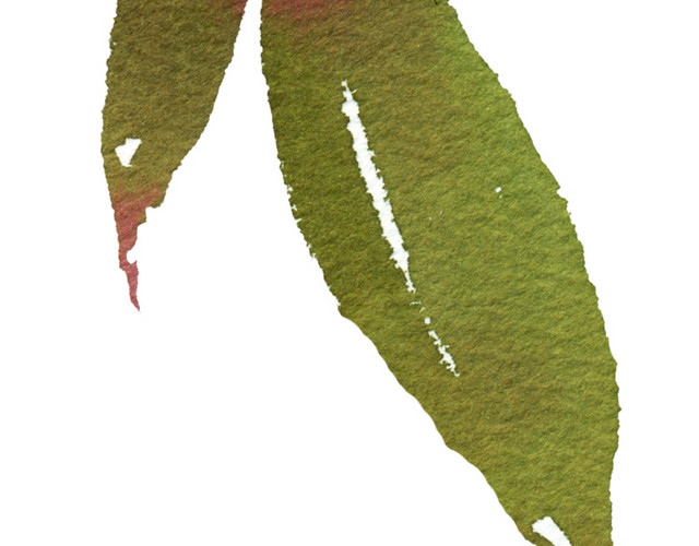 水彩植物叶子素材