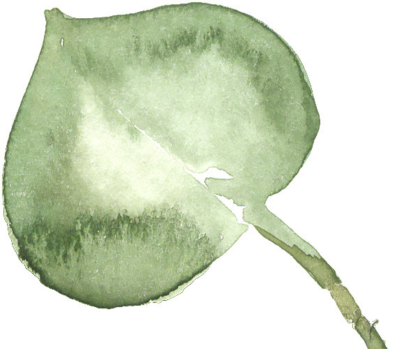 水彩植物叶子素材