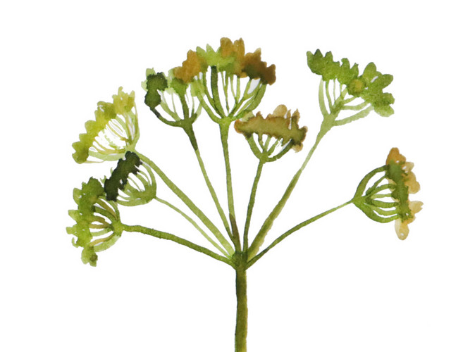 水彩植物叶子素材
