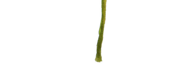 水彩植物叶子素材