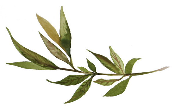水彩植物叶子素材