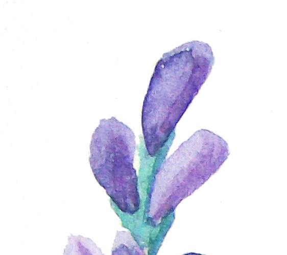 水彩植物花草素材