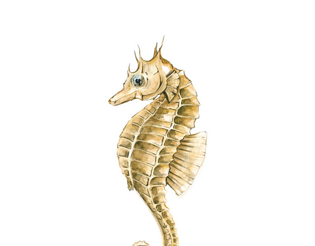 水彩海马素材