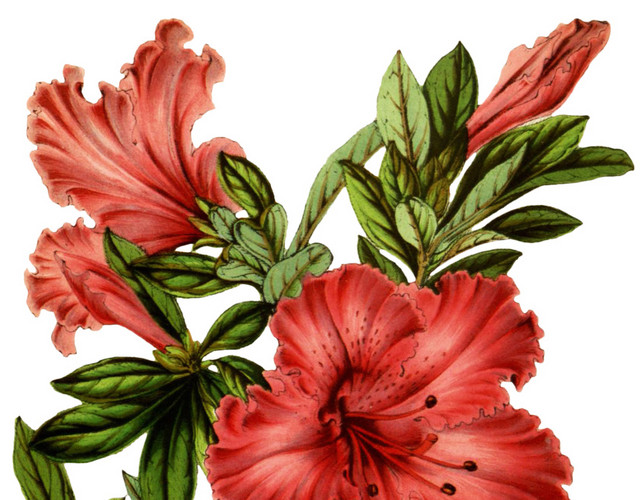 水彩清新鲜花花枝素材