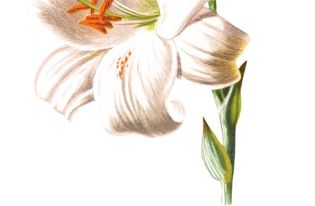 手绘水彩百合花设计素材