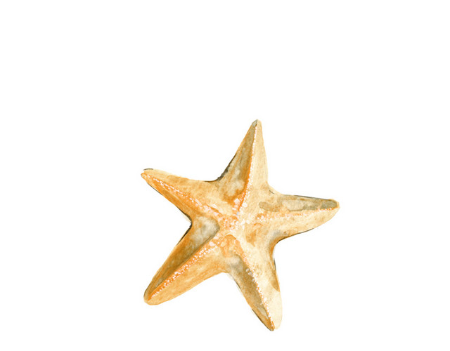 水彩手绘海星设计素材