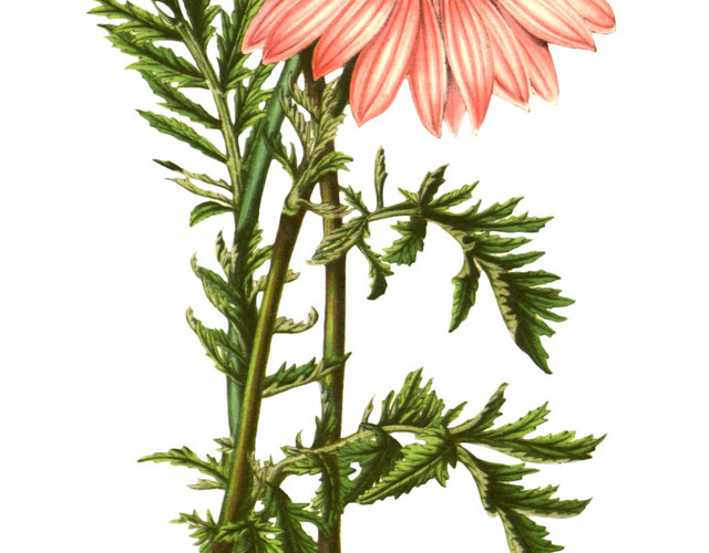 水彩手绘波斯菊花枝设计素材