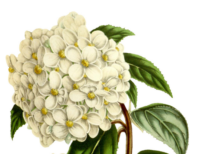 水彩绣球花花枝设计素材