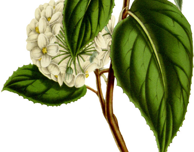 水彩绣球花花枝设计素材