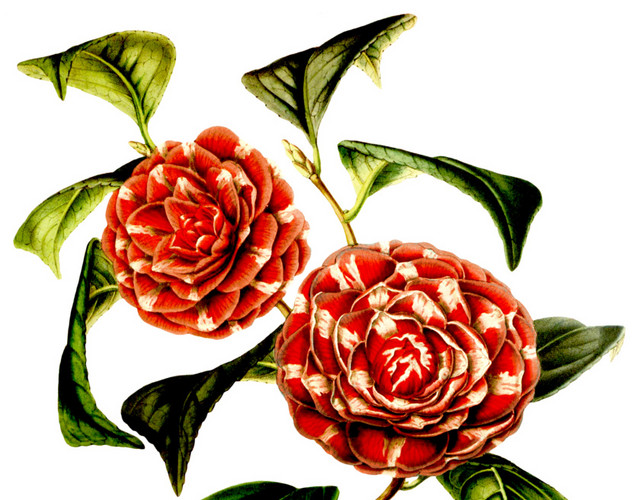 手绘红色茶花设计素材