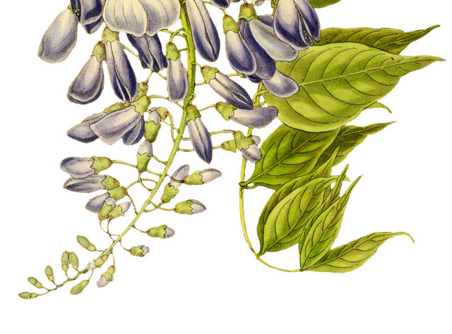 手绘紫藤鲜花设计素材