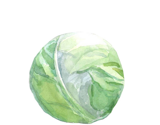 手绘水彩包菜设计素材