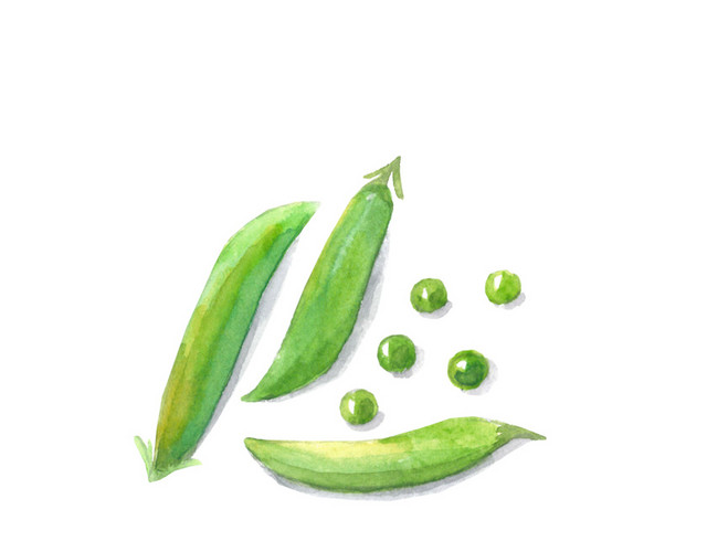 清新绿色豌豆荚设计素材
