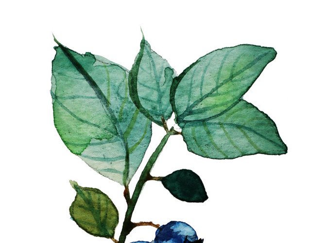清新水彩蓝莓果枝设计素材