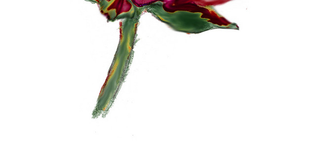 水彩手绘玫瑰花枝素材