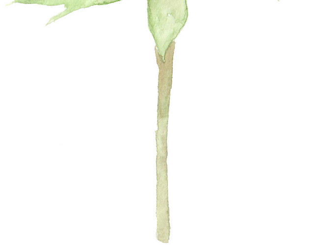 清新淡雅玫瑰花枝素材