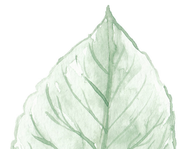 水彩 植物 绿色 叶子