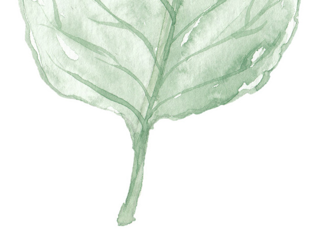 水彩 植物 绿色 叶子