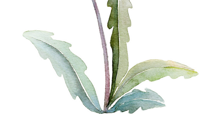 水彩 植物 绿色 蒲公英