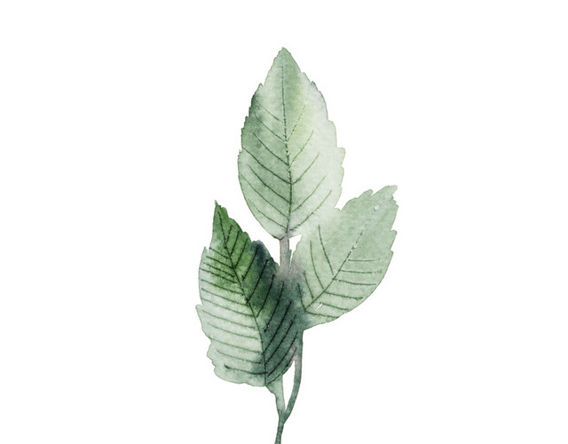 手绘 水彩  彩色 花