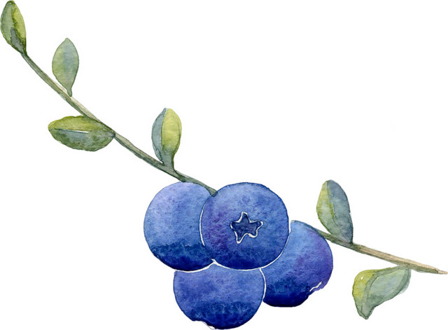水彩 植物 绿色 叶子 蓝莓