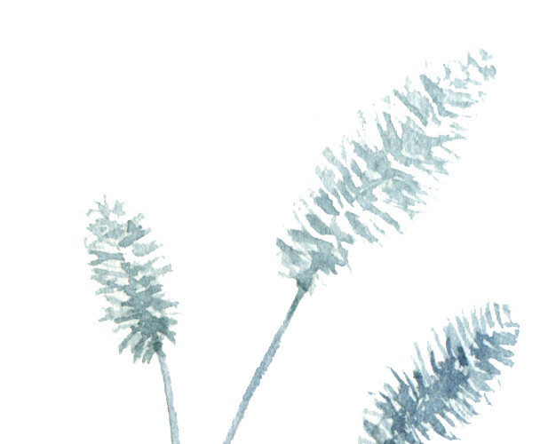 自然浅蓝色狗尾巴草免抠素材