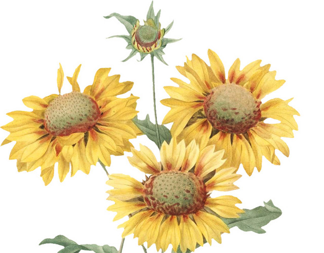 手绘唯美黄色菊花免抠素材