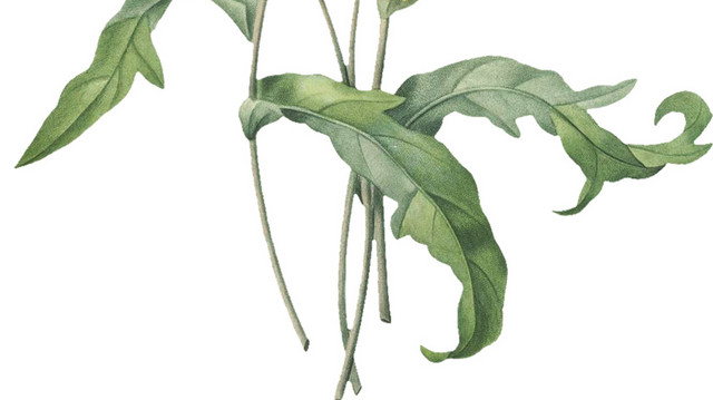 手绘唯美黄色菊花免抠素材
