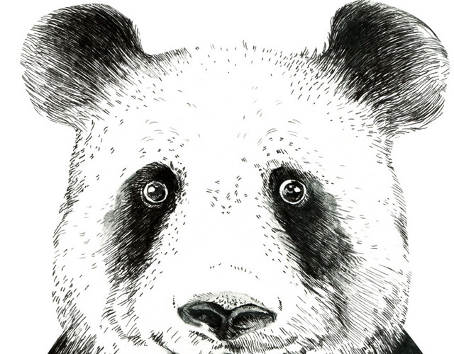 手绘素描熊猫免抠素材