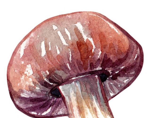 彩色水彩香菇免抠素材