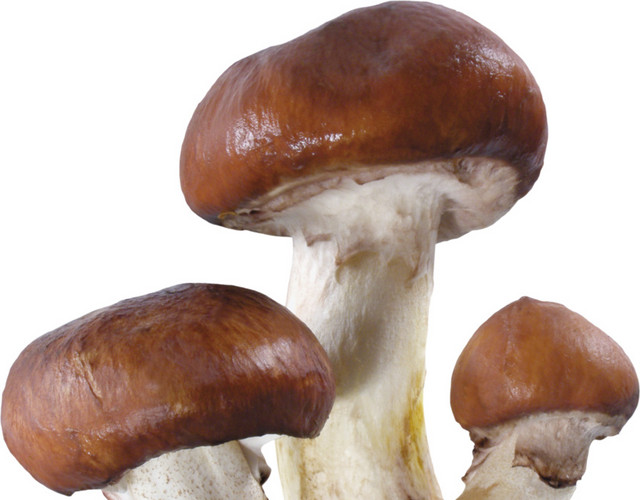 新鲜蘑菇图片