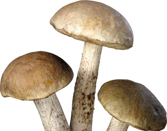 新鲜蘑菇图片