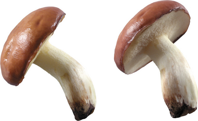 新鲜蘑菇图片