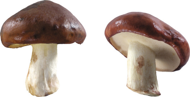 新鲜蘑菇图片