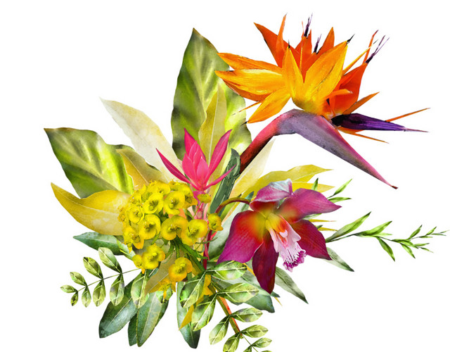 鹤嘴兰插花设计