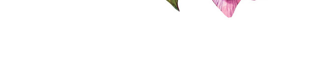 玫瑰花束